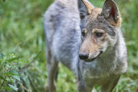 Schnellabschüsse bei Wölfen nach Rissen und Artenschutz