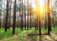 Bild Wald
