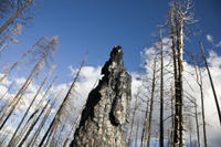 Waldbrandsch&auml;den