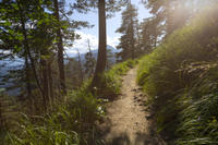 Wandeweg Wald Natur