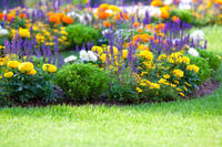 garten blumen