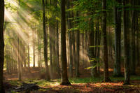wald