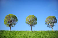 bäume baum umwelt grün natur schutz klima