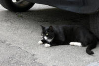 Tiere Fundtiere Katze