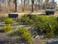 aufräumen wald natur ordnung