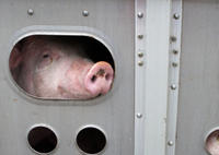 tierschutz tier tiertransport schwein lkw