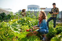 Urban Gardening Garten