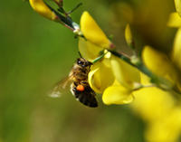 Biene Insekten Natur